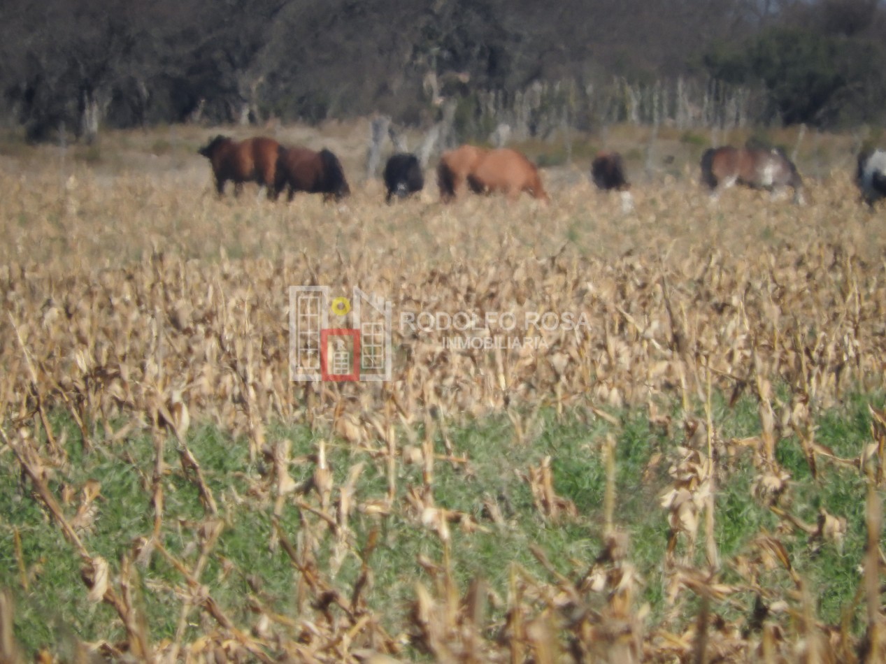 2578 hectareas en Pichihuinca, La Pampa