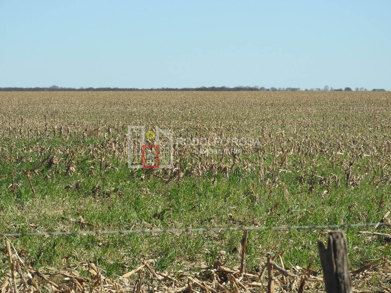 2578 hectareas en Pichihuinca, La Pampa