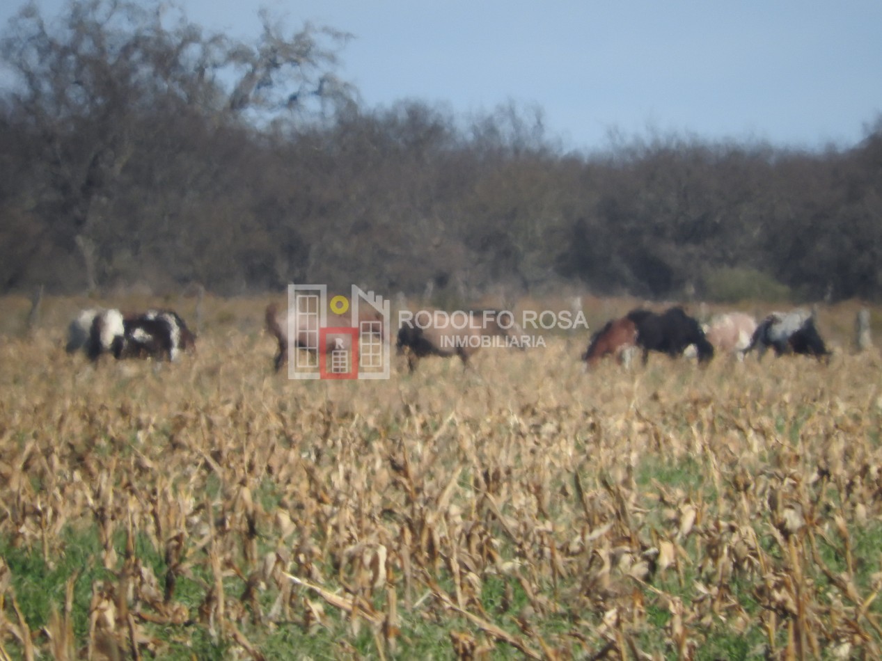 2578 hectareas en Pichihuinca, La Pampa