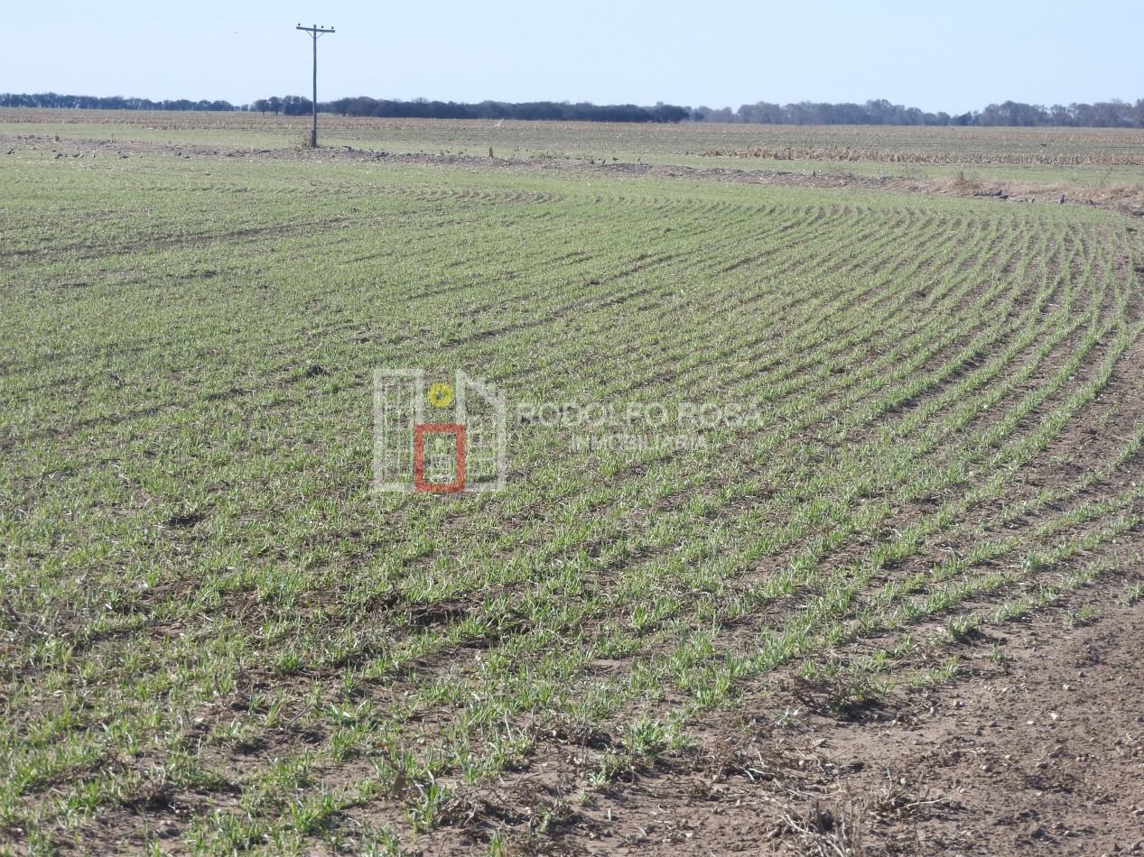 2578 hectareas en Pichihuinca, La Pampa
