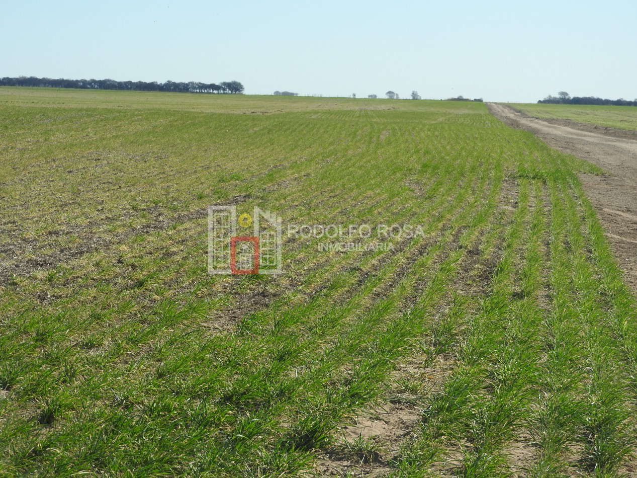 2578 hectareas en Pichihuinca, La Pampa