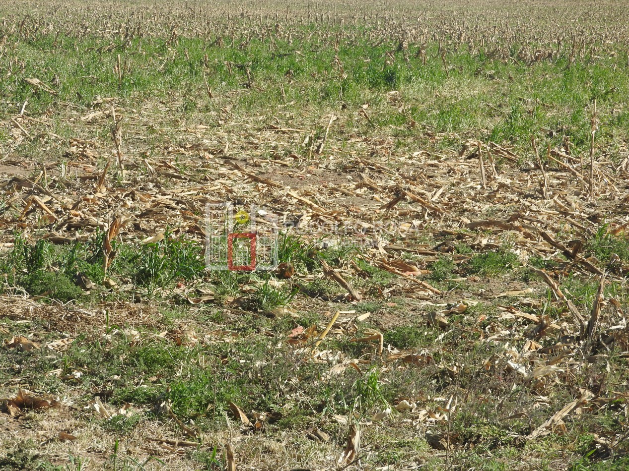 2578 hectareas en Pichihuinca, La Pampa