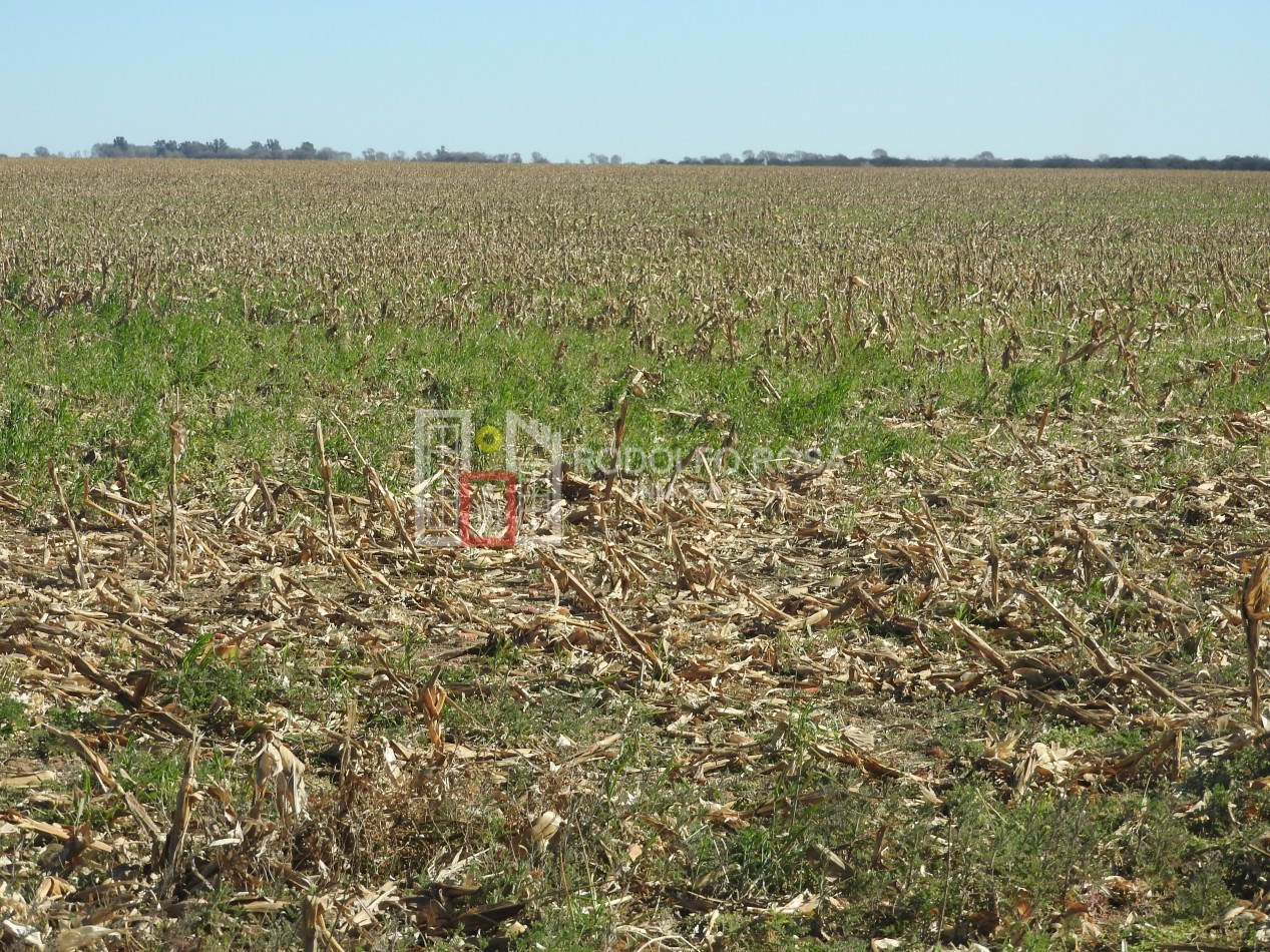 2578 hectareas en Pichihuinca, La Pampa